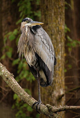 Lori A Cash Royalty-Free and Rights-Managed Images - Great Blue Heron Standing inTree by Lori A Cash