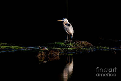 Whimsical Flowers - Great Blue Heron Standing on a small island in a Black Water Lake by Patrick Wolf