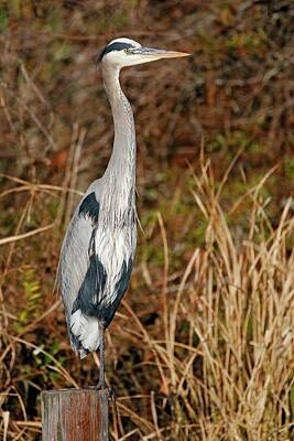 Lori A Cash Royalty-Free and Rights-Managed Images - Great Blue Heron Standing on Post by Lori A Cash