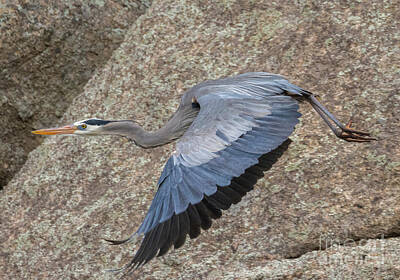 Steven Krull Royalty Free Images - Great Blue Heron Wings Down Royalty-Free Image by Steven Krull