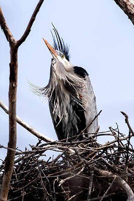 Ira Marcus Royalty-Free and Rights-Managed Images - Great Blue Heron With Spring Plumage by Ira Marcus