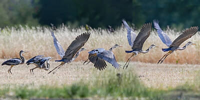 Fire Engine - Great Blue Take-Off in Flight by Mike Gifford