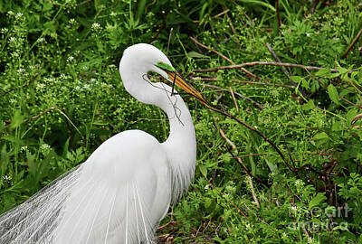 Birds Royalty Free Images - Great Egret Choosing a Nest Branch Royalty-Free Image by Regina Geoghan
