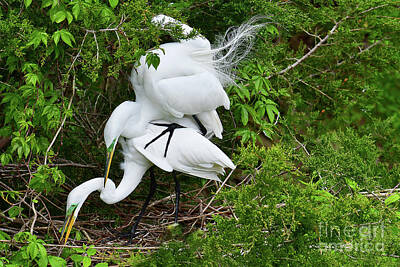 Beach House Signs Rights Managed Images - Great Egret Courtship She said Yes Royalty-Free Image by Regina Geoghan