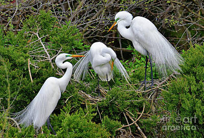 Birds Royalty Free Images - Great Egret Neighborly Chat Royalty-Free Image by Regina Geoghan