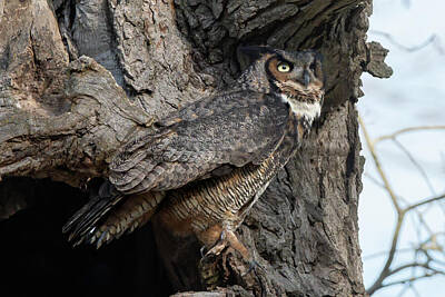 Cities Photos - Great Horned Owl 03 by Judy Tomlinson
