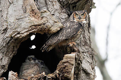 Cities Photos - Great Horned Owl 06 by Judy Tomlinson