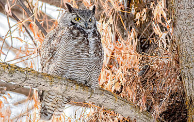 Everything Batman Royalty Free Images - Great Horned Owl Contemplates Dinner Royalty-Free Image by Marcy Wielfaert