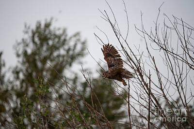 Louis Armstrong - Great Horned Owl in Flight by Amazing Action Photo Video