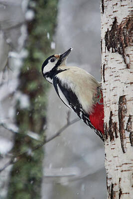 Jouko Lehto Royalty-Free and Rights-Managed Images - Great spotted woodpecker close up by Jouko Lehto