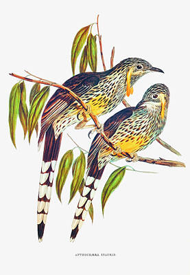 Birds Drawings - Great Wattled Honeyeater by Elizabeth Gould