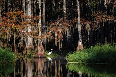 Maps Rights Managed Images - Great White Egret at Cypress Forest Royalty-Free Image by Alex Mironyuk