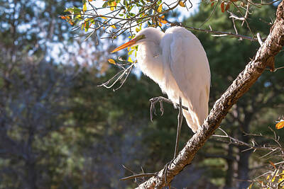 In Flight - Great White Egret - Jarvis Creek - Hilton Head by Steve Rich