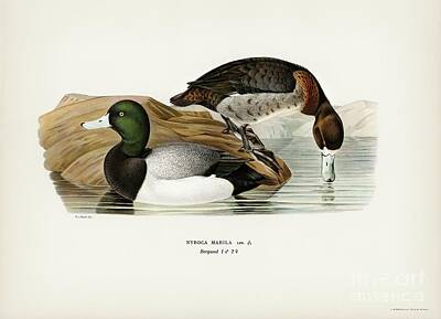 Wilderness Camping - Greater Scaup, Scaup Nyroca marila illustrated by the von Wright brothers. by Shop Ability