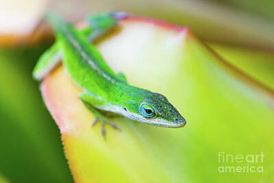Reptiles Photos - Green Anole walking carefully on a bromeliad leaf by Phillip Espinasse