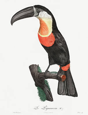 Birds Digital Art - Green Billed Toucan 02 - Vintage Bird Illustration - Birds Of Paradise - Jacques Barraband  by Studio Grafiikka