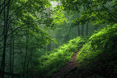 Mountain Photos - Green Forest by Evgeni Dinev