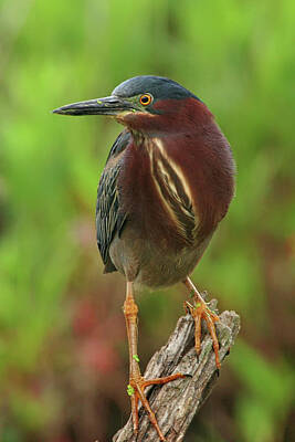Lori A Cash Royalty-Free and Rights-Managed Images - Green Heron on Log by Lori A Cash