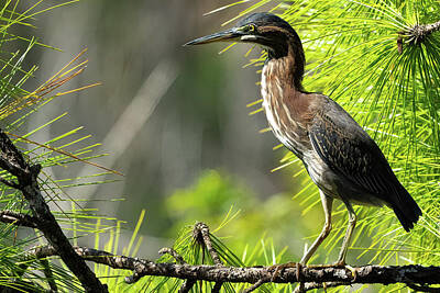Ink And Water - Green Heron Stalking by Vincent Billotto