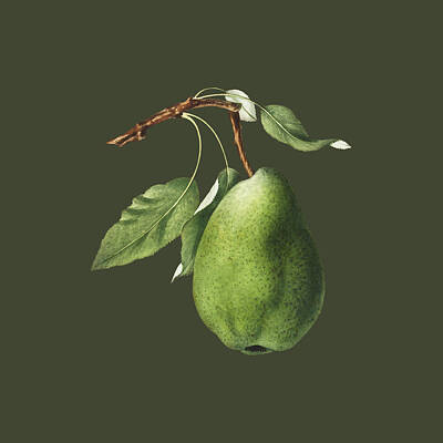 Luck Of The Irish - Green pear on a branch vintage illustration transparent by Arpina Shop