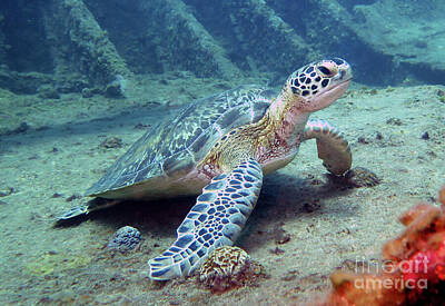 Reptiles Royalty Free Images - Green Sea Turtle 72 Royalty-Free Image by Daryl Duda