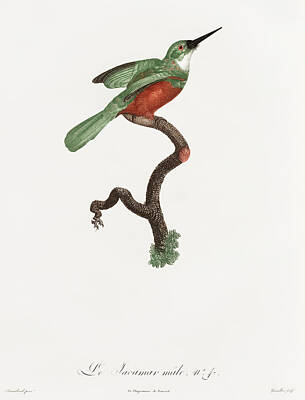 Birds Digital Art - Green Tailed Jacamar Male -  Vintage Bird Illustration - Birds Of Paradise - Jacques Barraband  by Studio Grafiikka