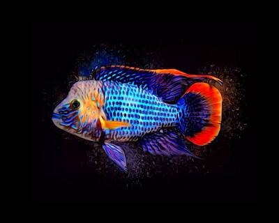Recently Sold - Animals Digital Art Rights Managed Images - Green Terror Cichlid Fish Royalty-Free Image by Scott Wallace Digital Designs