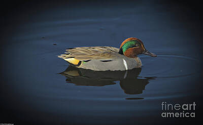 Planes And Aircraft Posters - Green-Winged Teal by Mitch Shindelbower