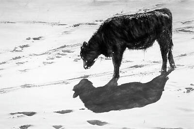 Moose Art - Greeting His Shadow by Jim Love