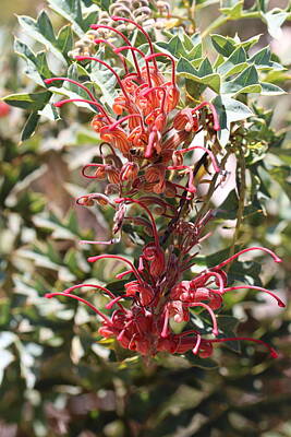 State Love Nancy Ingersoll Rights Managed Images - Grevillea bipinnatifida Vertical Royalty-Free Image by Michaela Perryman