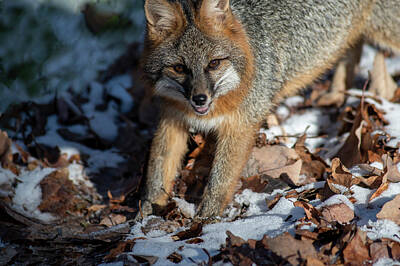 A White Christmas Cityscape - Grey fox looking up  by Dan Friend