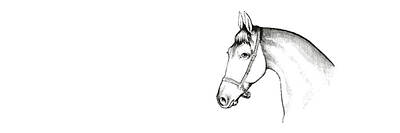 Animals Drawings Royalty Free Images - Grey Horse Royalty-Free Image by Jamart Photography