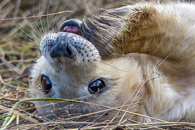 Fashion Paintings Rights Managed Images - Grey Seal pup with flipper in mouth Royalty-Free Image by Gareth Parkes