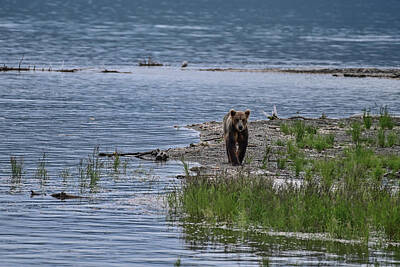 Snails And Slugs - Grizzly Strolling Down the River Bank - Brooks River, Katmai National Park by Amazing Action Photo Video