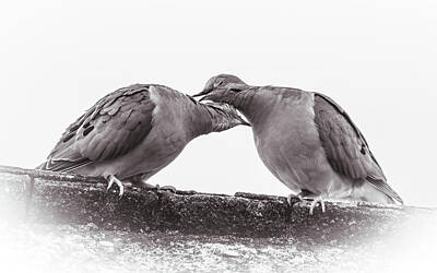 Landmarks Photos - Grooming American Mourning Doves - Black and White by Rachel Morrison