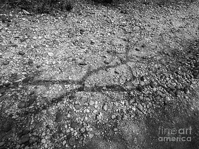 Black And White Flower Photography - Ground Shadows by Gary Richards