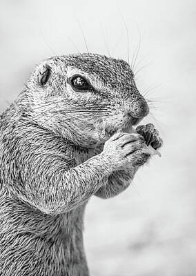 Animal Portraits - Ground Squirrel Feeding by Celestial Images