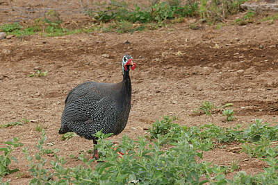 Birds Royalty Free Images - Guinea fowl Royalty-Free Image by Jeff Swan