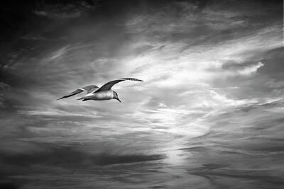 Randall Nyhof Royalty-Free and Rights-Managed Images - Gull Flying towards the Sunset in Black and White by Randall Nyhof