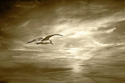 Randall Nyhof Royalty-Free and Rights-Managed Images - Gull Flying towards the Sunset in Sepia Tone by Randall Nyhof