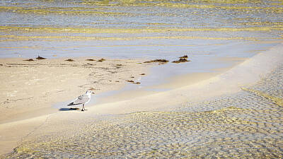 Kitchen Food And Drink Signs - Gull on Okaloosa Island Beach 9x16 by Patti Deters