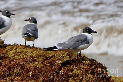Tool Paintings Rights Managed Images - Gulls in conversation Royalty-Free Image by Art By Margaret