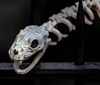 Reptiles Photos - Halloween Snake Skeleton by Robert Ullmann