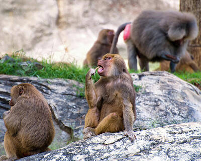 Af Vogue Rights Managed Images - Hamadryas Baboons continue to eat Royalty-Free Image by Flees Photos