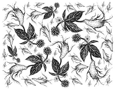Food And Beverage Drawings - Hand Drawn Background of Eleuthero or Siberian Ginseng by Iam Nee