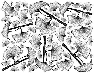 Food And Beverage Drawings - Hand Drawn Background of Ginkgo Biloba Plant and Leaves by Iam Nee