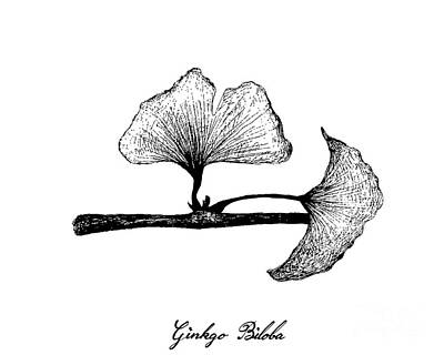 Food And Beverage Drawings - Hand Drawn of Ginkgo Biloba Plant and Leaves by Iam Nee
