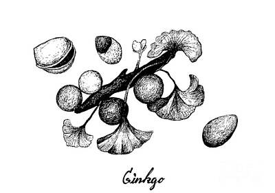 Food And Beverage Drawings - Hand Drawn of Ginkgo Biloba with Leaves and Nuts by Iam Nee