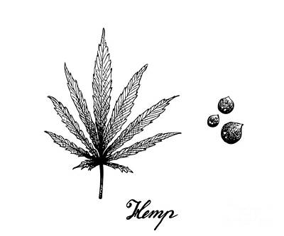 Food And Beverage Drawings - Hand Drawn of Hemp Leaf and Seeds by Iam Nee