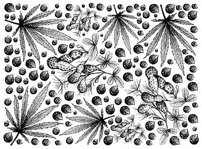 Food And Beverage Drawings - Hand Drawn of Hemp Leaved and Peanuts by Iam Nee